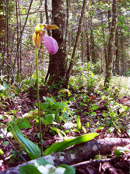 Lady Slipper1