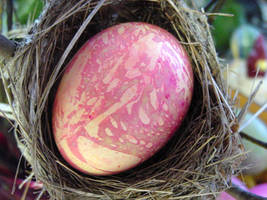 Egg in Nest