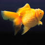 Fat Goldfish