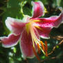 Stargazer Lily