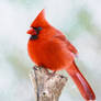 Cardinal