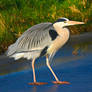 Heron