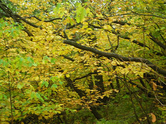 Autumn Forest