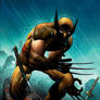 Wolverine in the rain