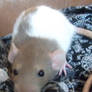 Matilda the rat