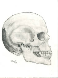 Human Skull