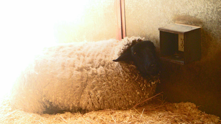 Albino Black Sheep End Of The World Albino Black sheep by DeAtHofCopPeLIA on DeviantArt