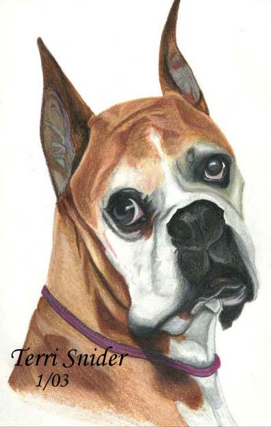 Deviantart Boxer Dog Boxer by Art-By-Terri on DeviantArt