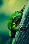 treefrog by DavidSchermann