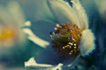 blossom by DavidSchermann