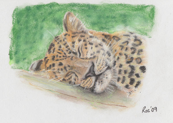 Sleeping Leopard