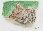 Sleeping Leopard by rospberry