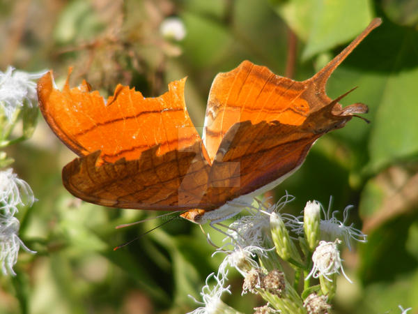 more butterfly by Reggae-Raccoon on DeviantArt