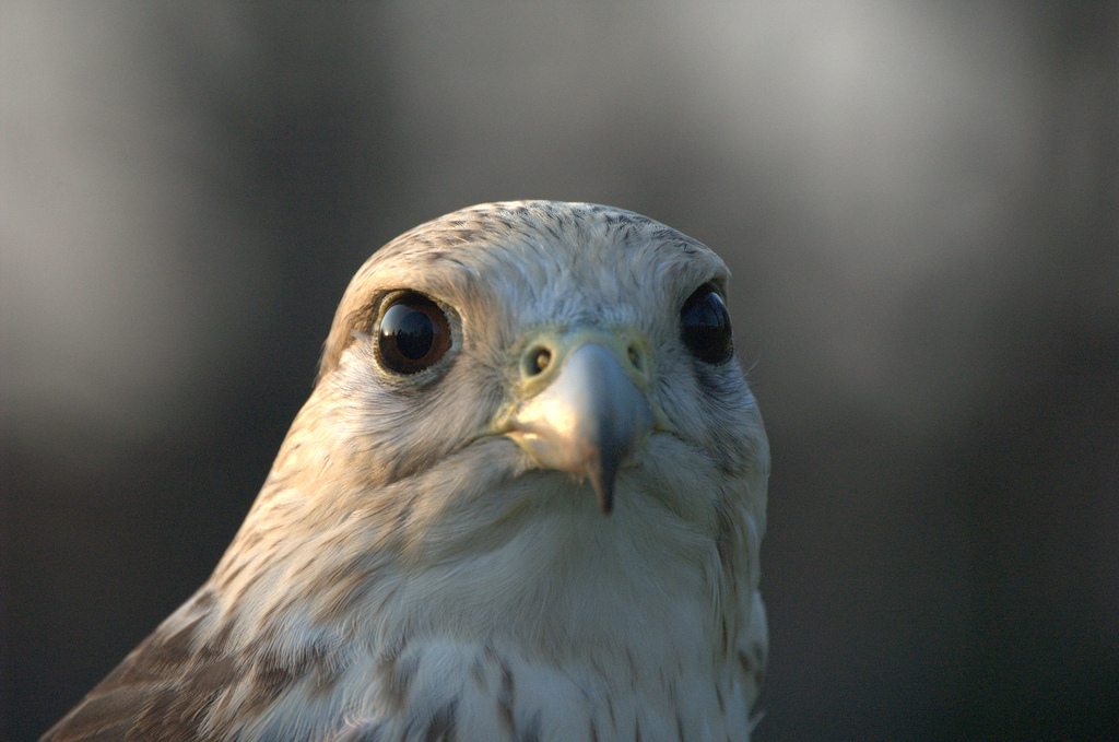 White eagle, female