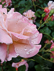Rose and Drops