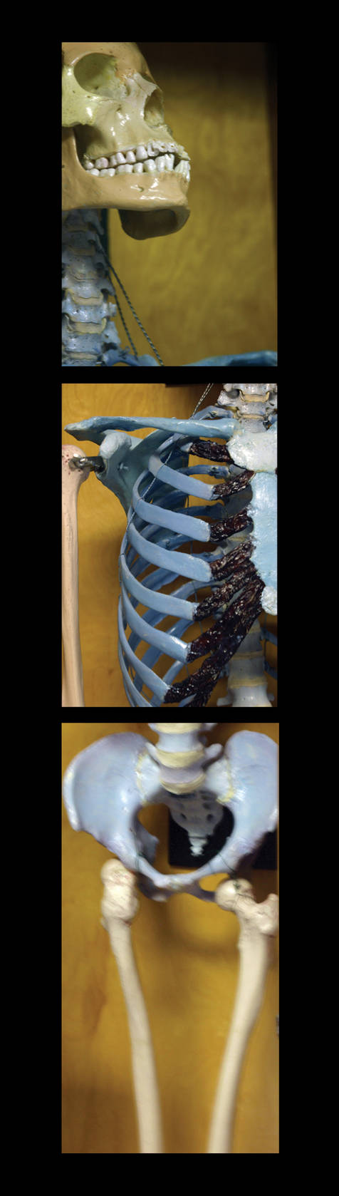 skeleton-ii-by-dangerrrdangerr-on-deviantart