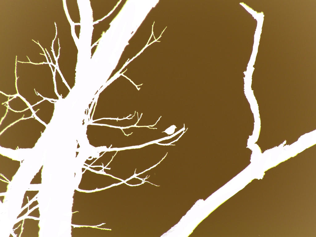 Brown Bird Wallpaper by LawnyJ