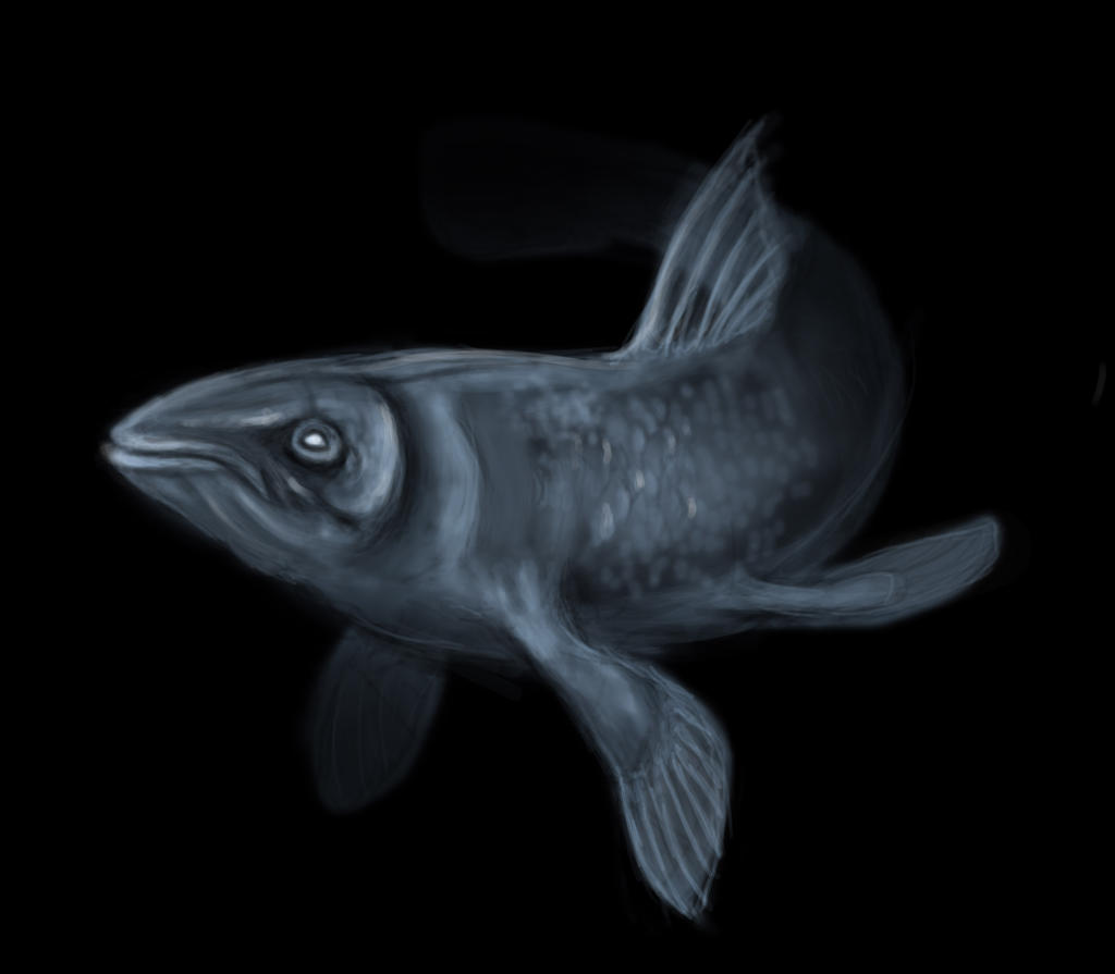 coelacanth