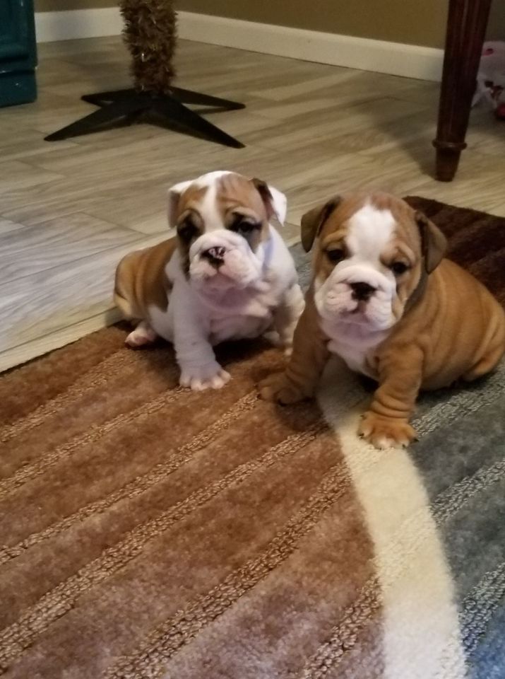 Michelle Russell Dog Breeder