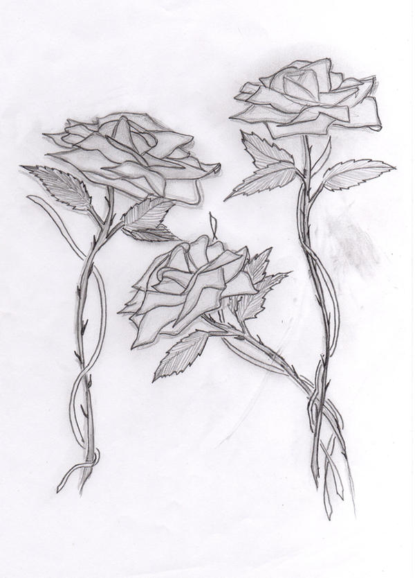 3 Roses by Semanticcode on DeviantArt