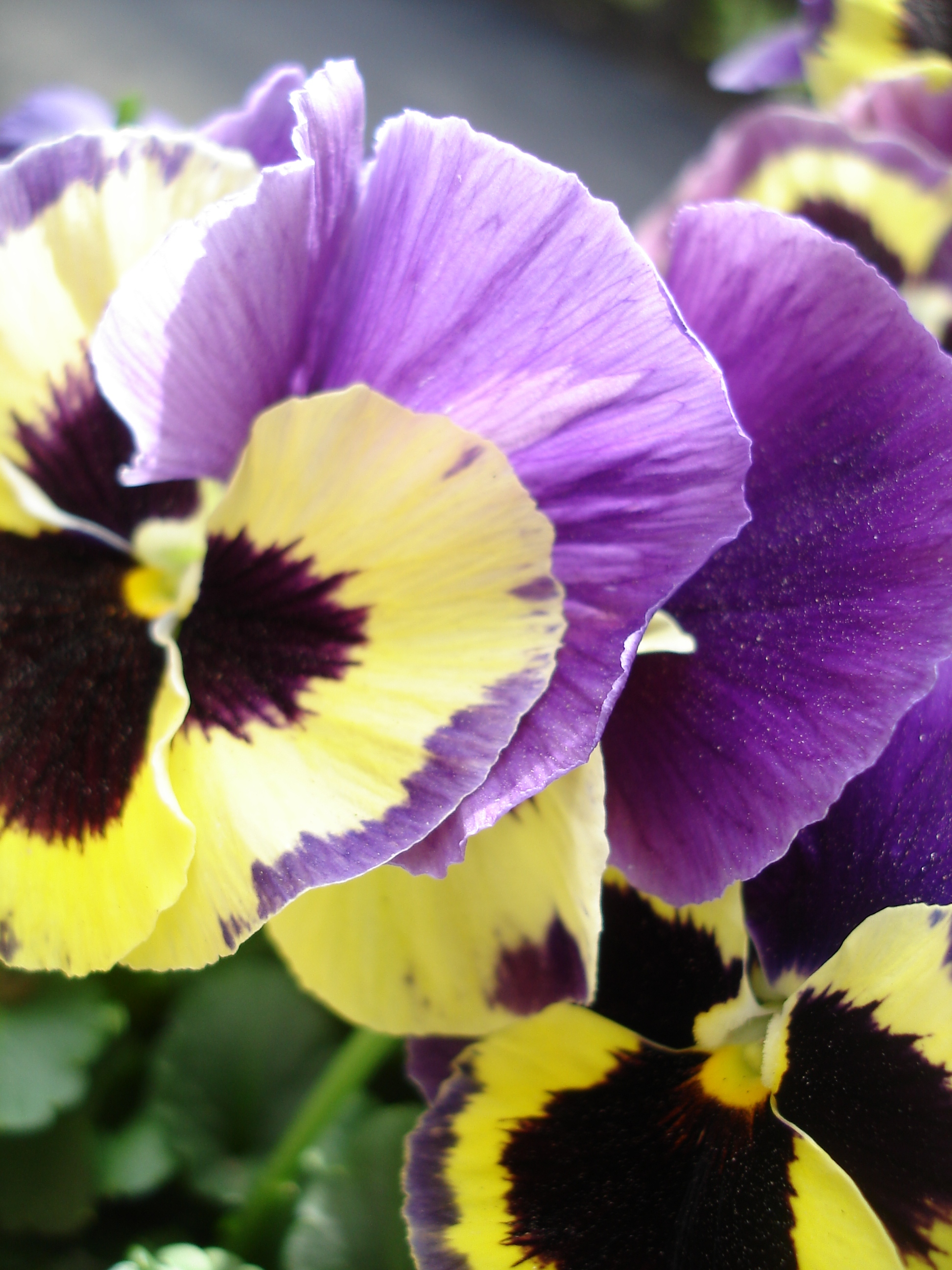 Pansy.