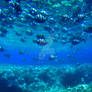 Underwater At Sharm ElSheikh 'Egypt'