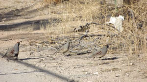 California Quail