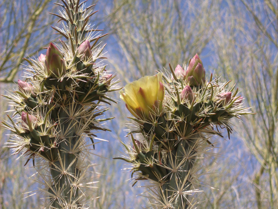 Yellow Beauty