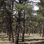 Shadows Of Lake Kaibab