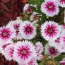 Sweet William