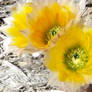 Rainbow Cactus