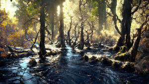 Sun shining on a swamp