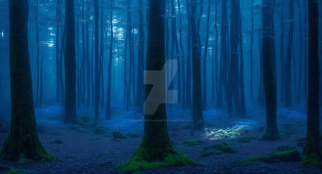 The Glowing Blue Forest