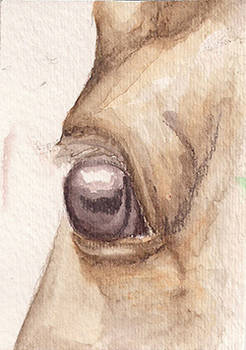 Horse Eye ACEO