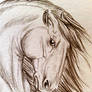 Stallion ACEO