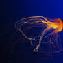 Stock 104 - Jellyfish