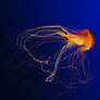 Stock 104 - Jellyfish