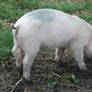 Stock 396 - Pig