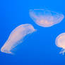 Stock 461 - Jellyfish