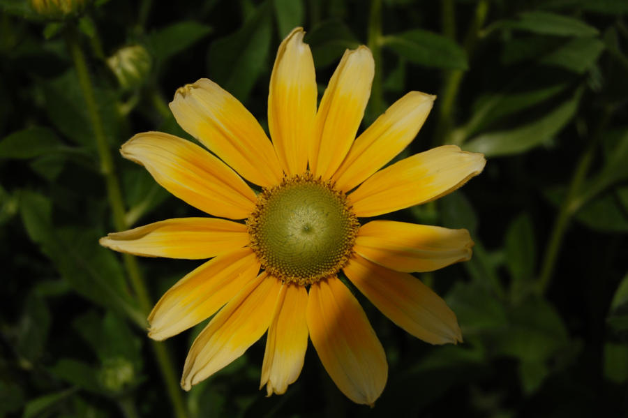 Stock 486 - Yellow Flower
