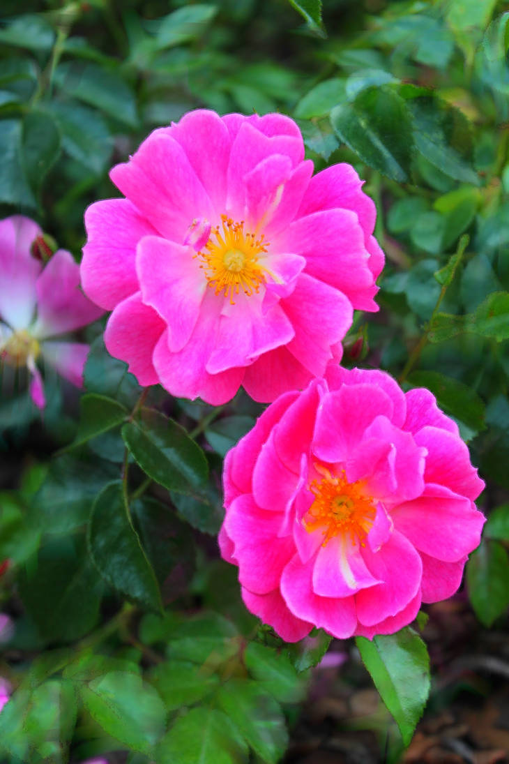 The Pink Duet by LiTzou on DeviantArt