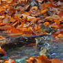 Natural Bath