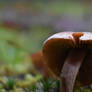 Lonely Mushroom