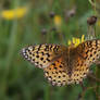 Great spangled fritillary butterfly