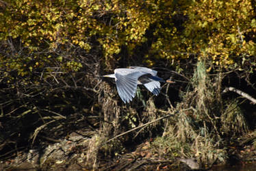 Blue Heron