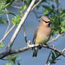 Cedar Waxwing