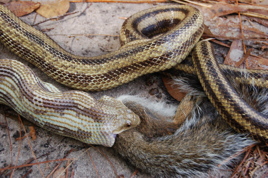 Python Eating Squirl Snake eating Squirrel 2 by AllisonBrowning on DeviantArt