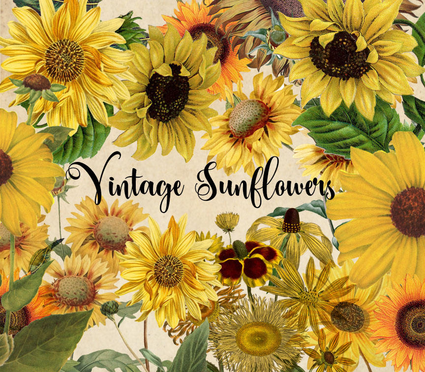 Vintage Sunflower Clipart by DigitalCurio on DeviantArt
