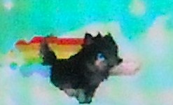 Nyan pup on Gaia