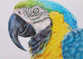 Papuga - kredki Colorino artist